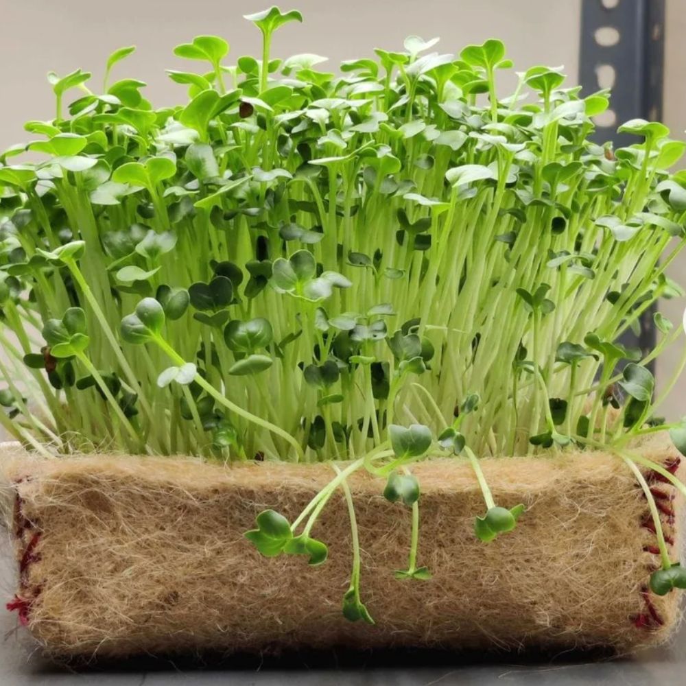 Microgreen DIY Kit | Grow Your Own Vegetables | Superfood | Gift Pack of 2