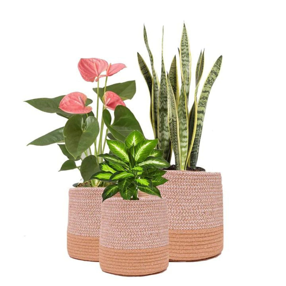 Dual tone Jute Hand-Crafted Baskets / Planters | Beige & Jute | Small