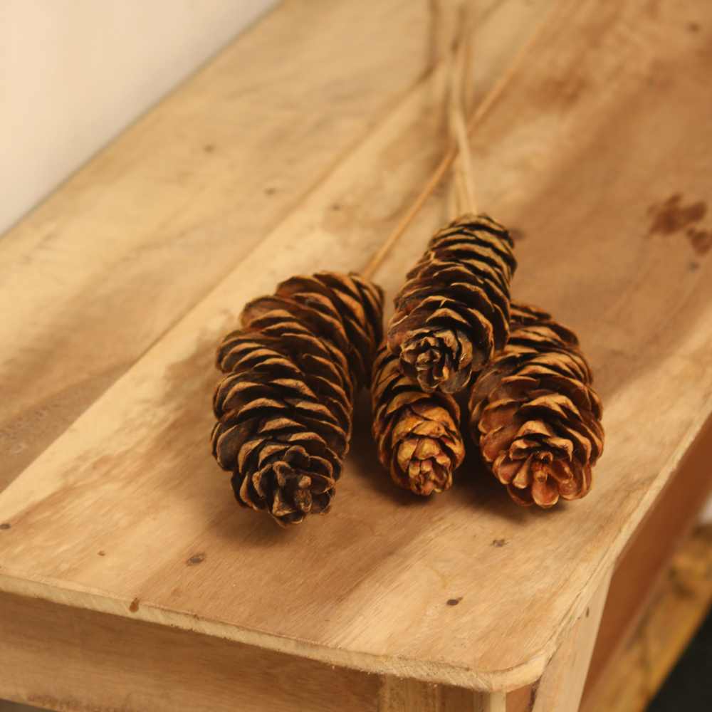 Tall Natural Pine Cones | Dried Flower | 27 Inch | Set of 4