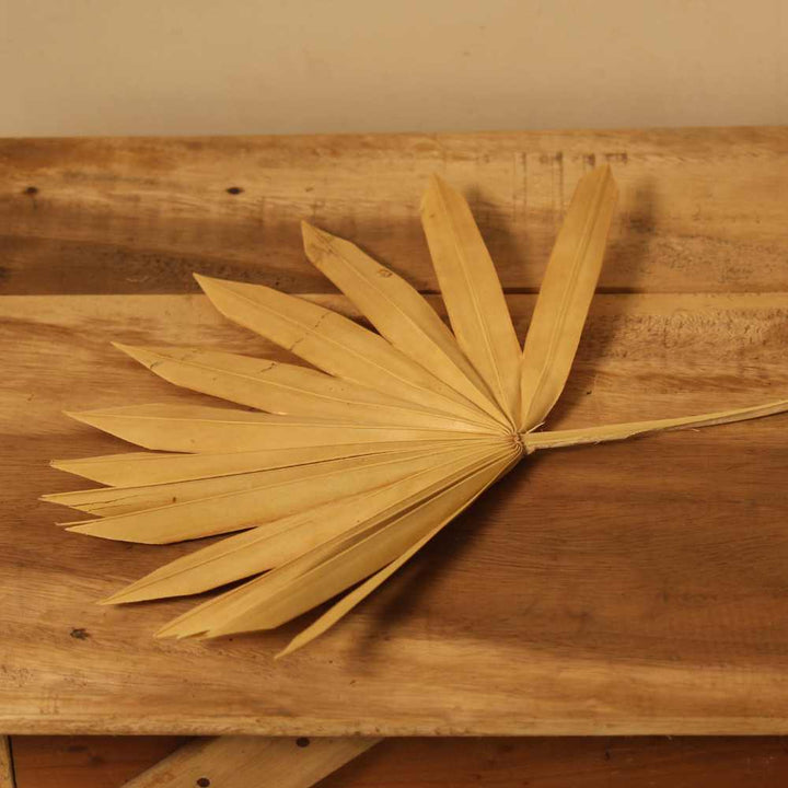 Palm Leaf | Dried Flower | 16 Inch | Set of 5