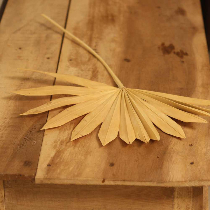 Palm Leaf | Dried Flower | 16 Inch | Set of 5