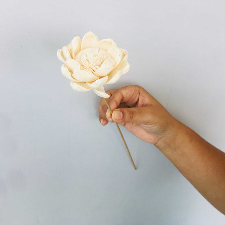 Beli Sola Flower | Home Decor | Gifting | Table Decor