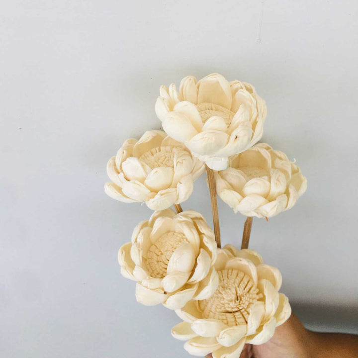 Beli Sola Flower | Home Decor | Gifting | Table Decor