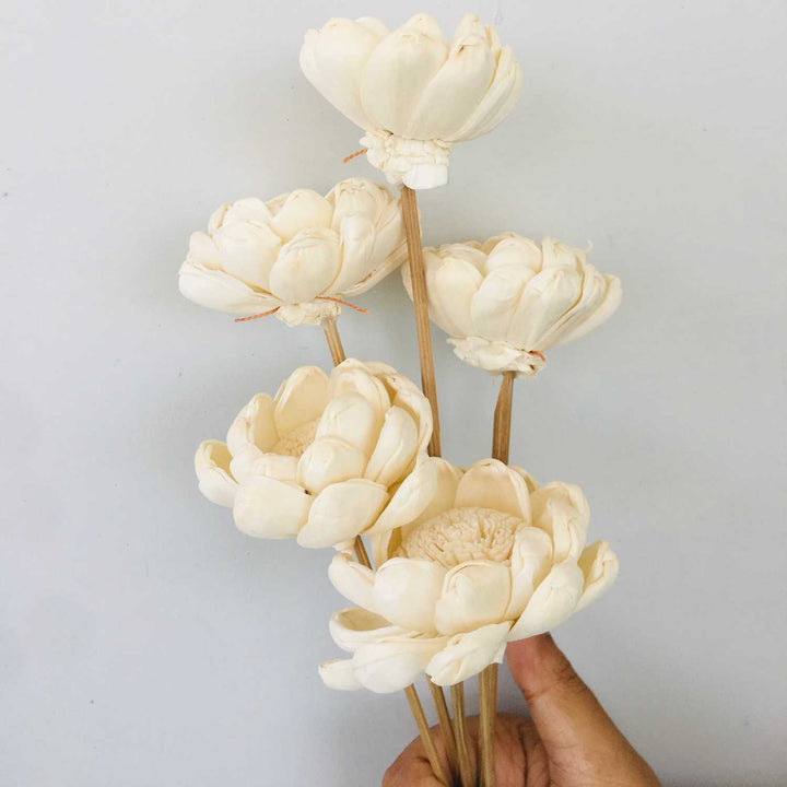 Beli Sola Flower | Home Decor | Gifting | Table Decor