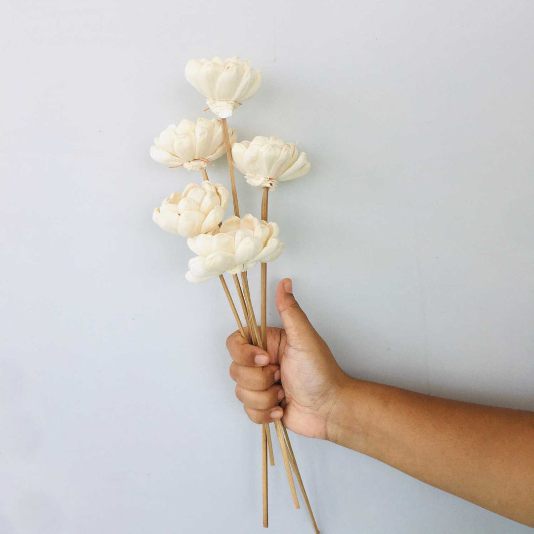 Beli Sola Flower | Home Decor | Gifting | Table Decor