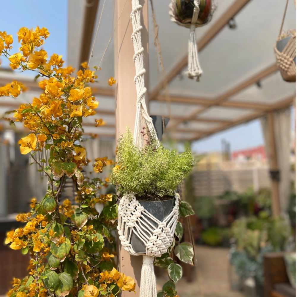 Bohemian Style Hand-Crafted Hanging Planter | Macrame | Hand-Made | Assorted Colours | 36 inch